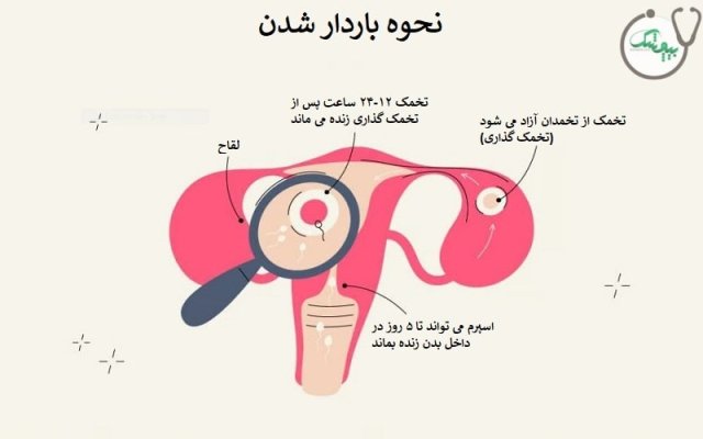 آیا احتمال بارداری دختر باکره وجود دارد؟