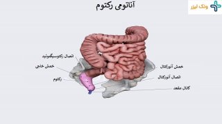 رکتوم چیست و کدام بیماری ها با آن در ارتباط هستند؟