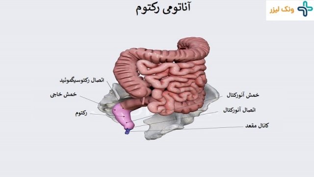 رکتوم چیست و کدام بیماری ها با آن در ارتباط هستند؟